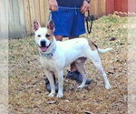 Small #6 American Staffordshire Terrier Mix