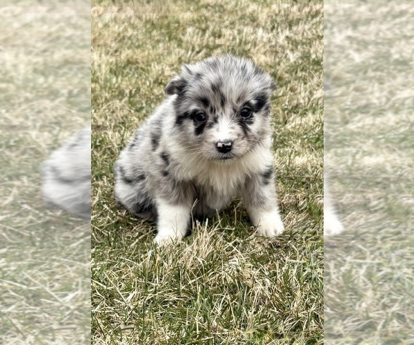 Medium Photo #3 Miniature Australian Shepherd Puppy For Sale in FAIR HAVEN, MI, USA