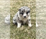 Small #2 Miniature Australian Shepherd