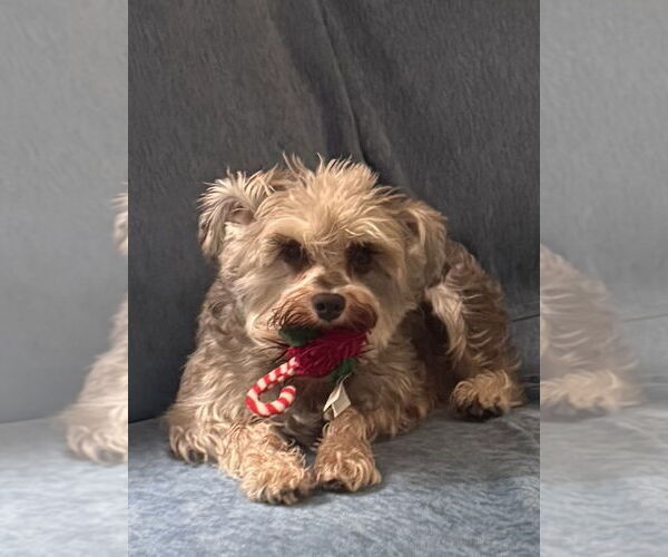 Medium Photo #9 Poodle (Toy) Puppy For Sale in Pottstown, PA, USA