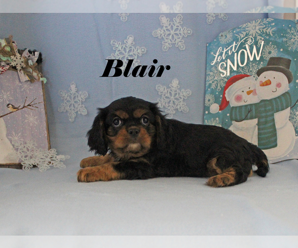 Medium Photo #1 Cavalier King Charles Spaniel Puppy For Sale in CHANUTE, KS, USA