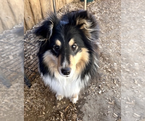 Medium Photo #1 Shetland Sheepdog Puppy For Sale in KINGSPORT, TN, USA