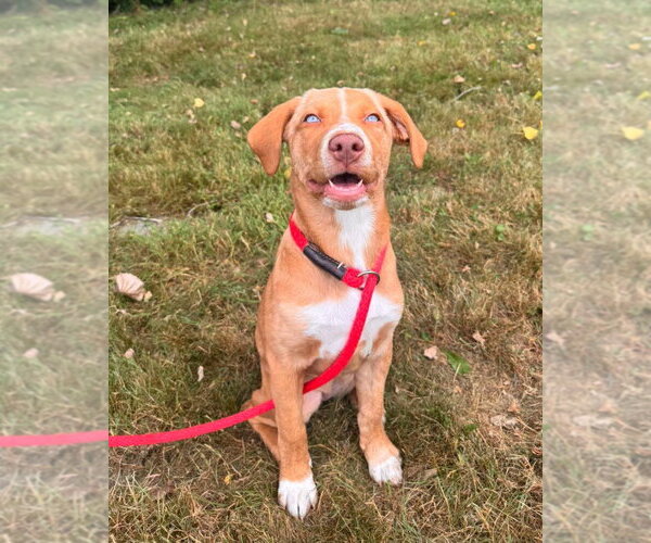 Medium Photo #4 Unknown-Vizsla Mix Puppy For Sale in Muskegon, MI, USA