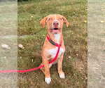 Small #3 Vizsla Mix