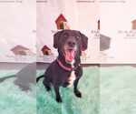 Small #4 Labrador Retriever Mix