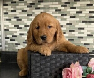 Golden Retriever Puppy for sale in THORP, WI, USA