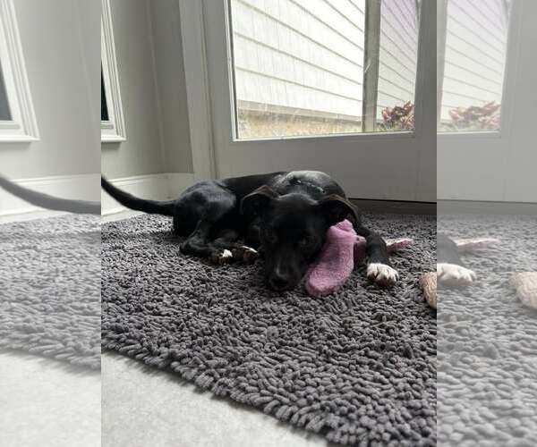 Medium Photo #17 Labrador Retriever-Unknown Mix Puppy For Sale in Oakhurst, NJ, USA