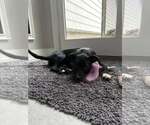 Small #16 Labrador Retriever Mix