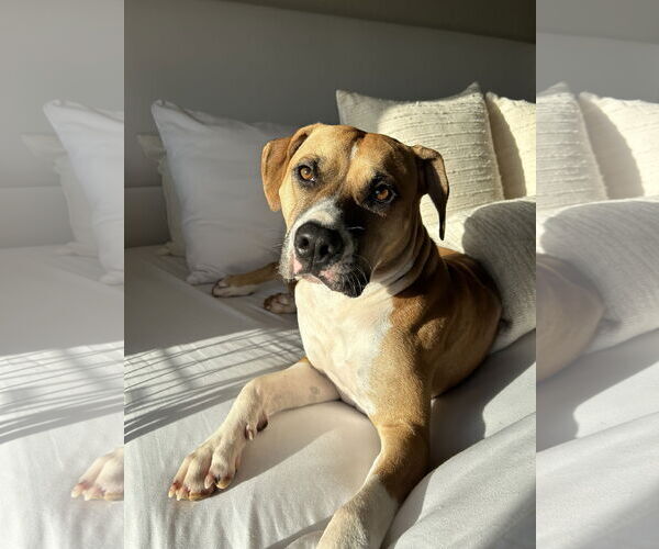 Medium Photo #1 Boxer-Unknown Mix Puppy For Sale in Miami, FL, USA