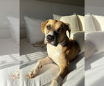 Small Boxer Mix