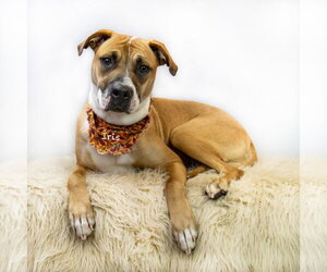 Boxer-Unknown Mix Dogs for adoption in Hot Springs Village, AR, USA