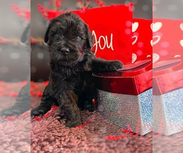 Medium Photo #1 Black Russian Terrier Puppy For Sale in CHARLESTON, WV, USA