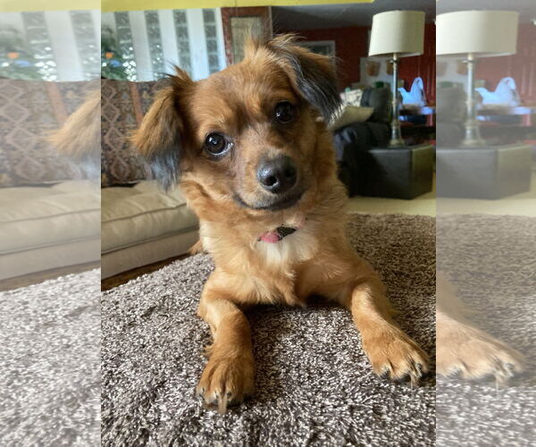 Medium Photo #1 Chiweenie Puppy For Sale in San Diego, CA, USA