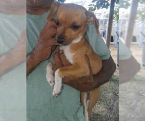 Taco - ADOPTION IN PROCESS - Male Chihuahua-Unknown Mix Dog for Adoption - Photo #4