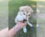 Small Photo #25 Siberian Husky Puppy For Sale in HILLISTER, TX, USA