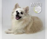 Small #2 Pomeranian