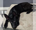 Small #2 Labrador Retriever Mix