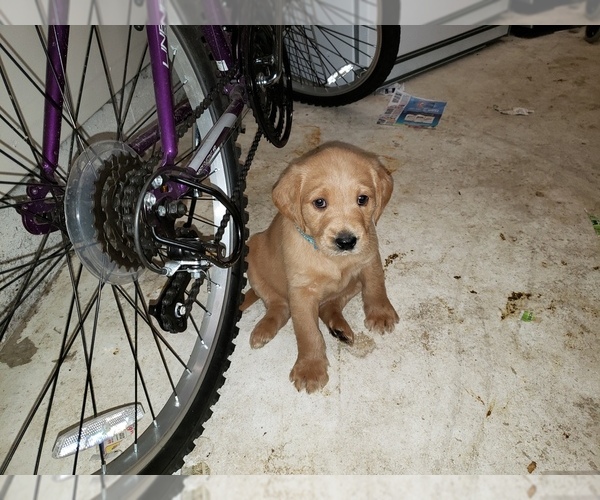 Medium Photo #41 Labradoodle Puppy For Sale in WASHOUGAL, WA, USA