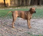 Small Photo #1 Labrador Retriever-Rhodesian Ridgeback Mix Puppy For Sale in FRESNO, CA, USA