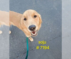 Golden Retriever Dogs for adoption in Los Angeles, CA, USA