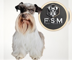 Father of the Schnauzer (Miniature) puppies born on 08/09/2025