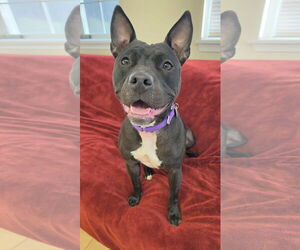 Mutt Dogs for adoption in Rockaway, NJ, USA