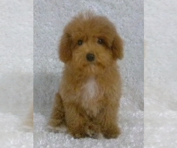 Medium Photo #1 Cavalier King Charles Spaniel-Poodle (Toy) Mix Puppy For Sale in SUGARCREEK, OH, USA