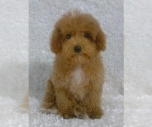 Father of the Cavalier King Charles Spaniel-Poodle (Toy) Mix puppies born on 04/28/2025