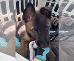 Small #1 Mutt