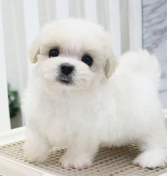 Medium Photo #3 Maltese Puppy For Sale in LOS ANGELES, CA, USA