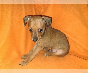 Miniature Pinscher Puppy for sale in GALENA, MO, USA