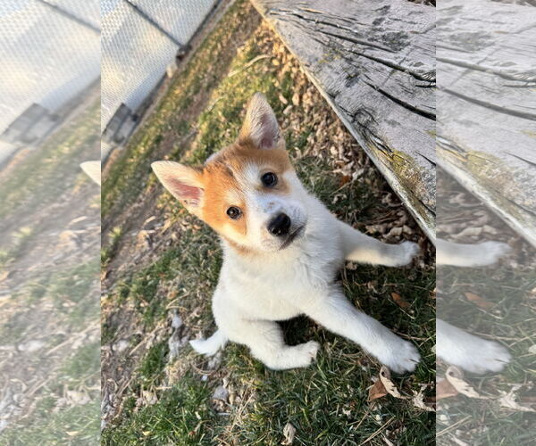 Medium Photo #2 Collie-Unknown Mix Puppy For Sale in Sandy, UT, USA