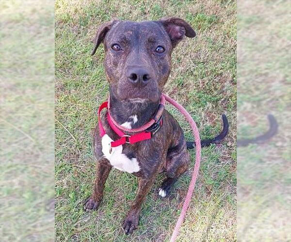 Medium Photo #1 American Staffordshire Terrier Puppy For Sale in Fort Lauderdale, FL, USA