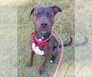 American Staffordshire Terrier Dogs for adoption in Fort Lauderdale, FL, USA