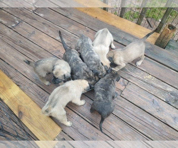 Medium Photo #1 Daniff Puppy For Sale in MARSHALL, AR, USA