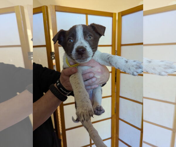 Medium Photo #4 Huskies -Labrador Retriever Mix Puppy For Sale in Princeton, MN, USA