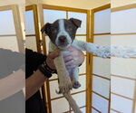 Small #3 Huskies -Labrador Retriever Mix