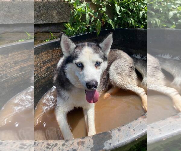 Medium Photo #6 Siberian Husky Puppy For Sale in Randleman , NM, USA