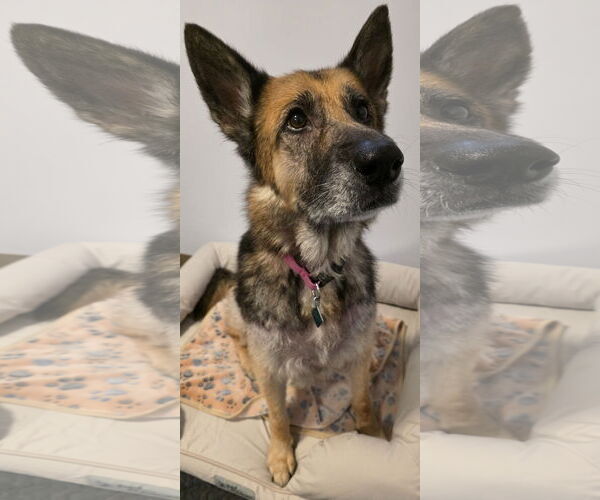 Medium Photo #2 German Shepherd Dog-Unknown Mix Puppy For Sale in Clarkston, MI, USA