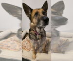 Small #1 German Shepherd Dog Mix