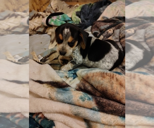 Medium Photo #5 Beagle Puppy For Sale in BOWLING GREEN, MO, USA