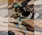 Small Photo #18 Beagle Puppy For Sale in BOWLING GREEN, MO, USA