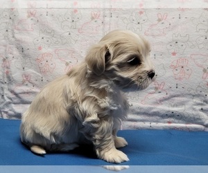 Maltese-Maltipoo Mix Puppy for sale in BROOKFIELD, MO, USA