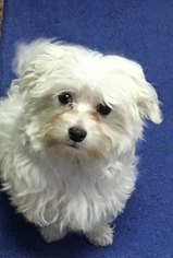 Maltese Puppy for sale in COLUMBUS, IN, USA