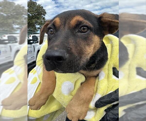 Medium Photo #1 German Shepherd Dog-Unknown Mix Puppy For Sale in Chula Vista, CA, USA