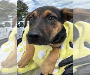 German Shepherd Dog-Unknown Mix Dogs for adoption in Chula Vista, CA, USA