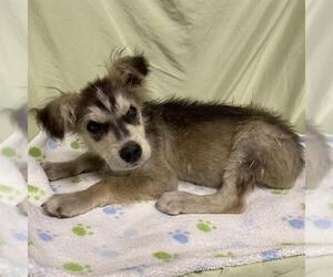 Siberian Husky-Unknown Mix Dogs for adoption in Modesto, CA, USA
