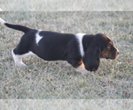 Small #8 Basset Hound