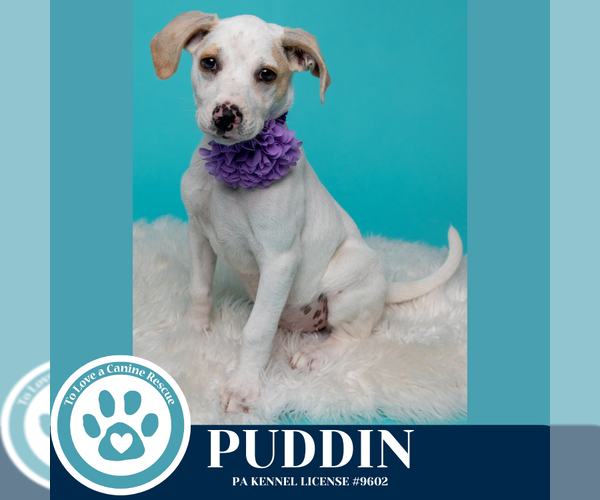 Medium Photo #7 Beagle-Unknown Mix Puppy For Sale in Kimberton, PA, USA