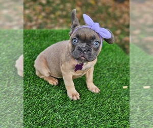 French Bulldog Puppy for sale in INDIANAPOLIS, IN, USA